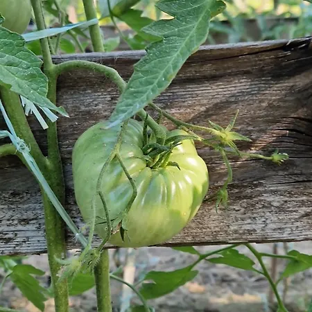 Διαμέρισμα Nina's House 4 A 300 Mt Dal Mare