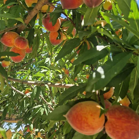 Nina's House 4 A 300 Mt Dal Mare